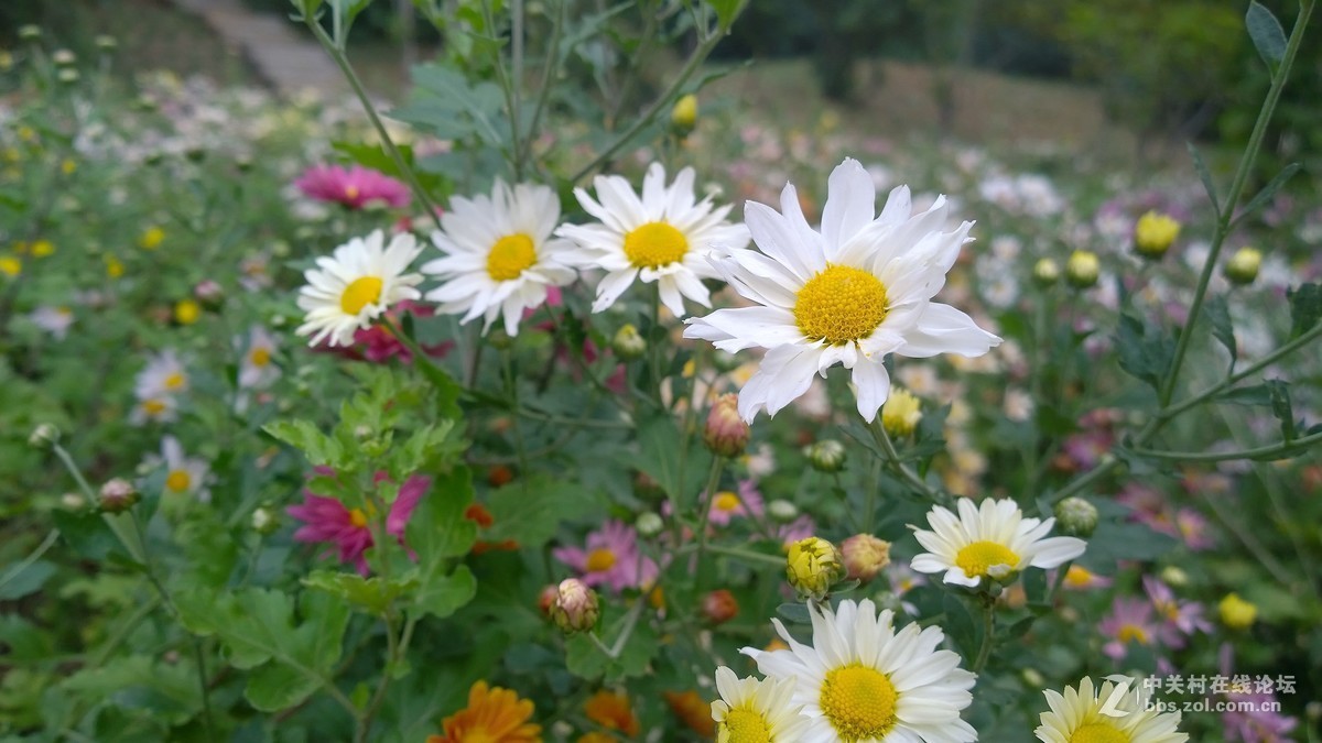 2017年秋天的一组照片，请大家观赏！！！