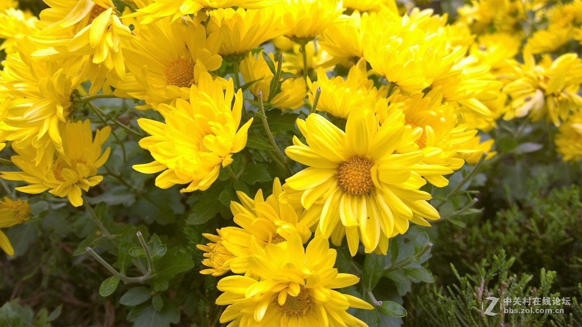 2017年秋天的一组照片，请大家观赏！！！