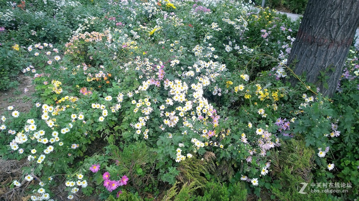 2017年秋天的一组照片，请大家观赏！！！