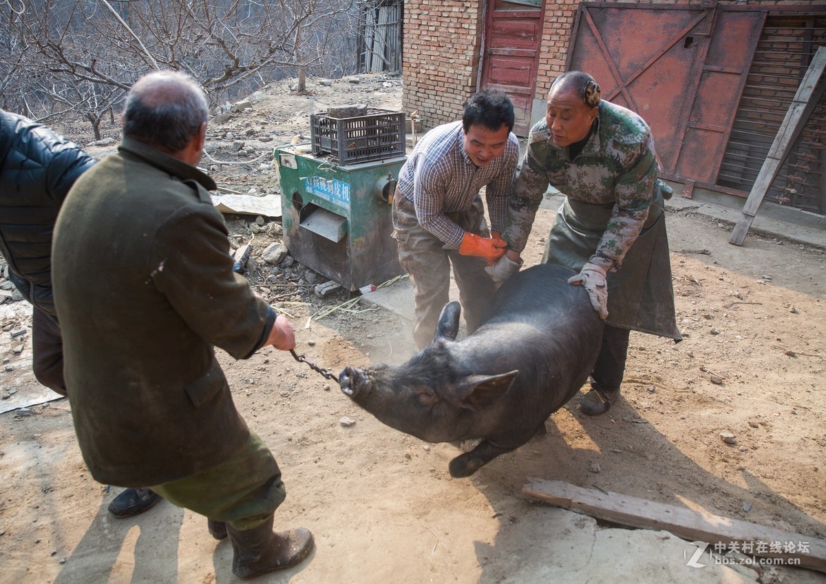 农村杀猪匠 一天免费给村民杀五头猪|村民|农村|免费_新浪新闻