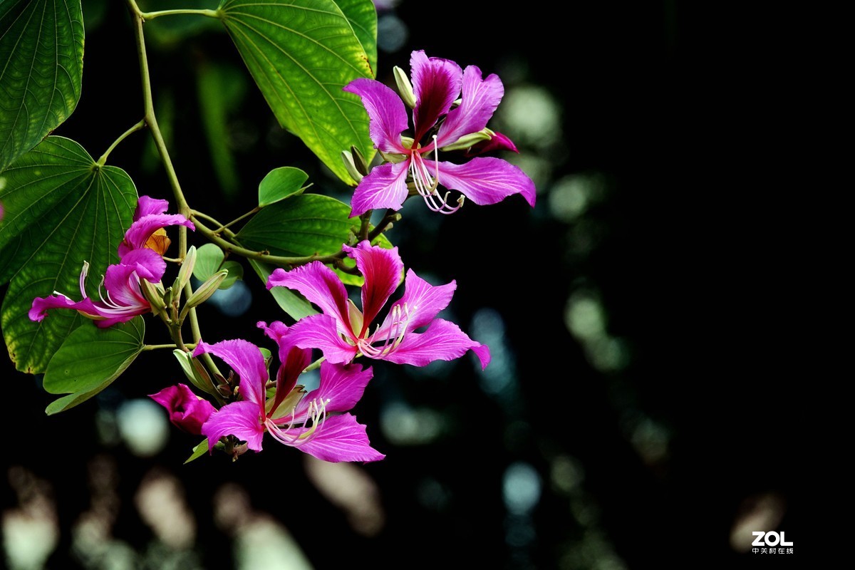红花羊蹄甲洋紫荆十一