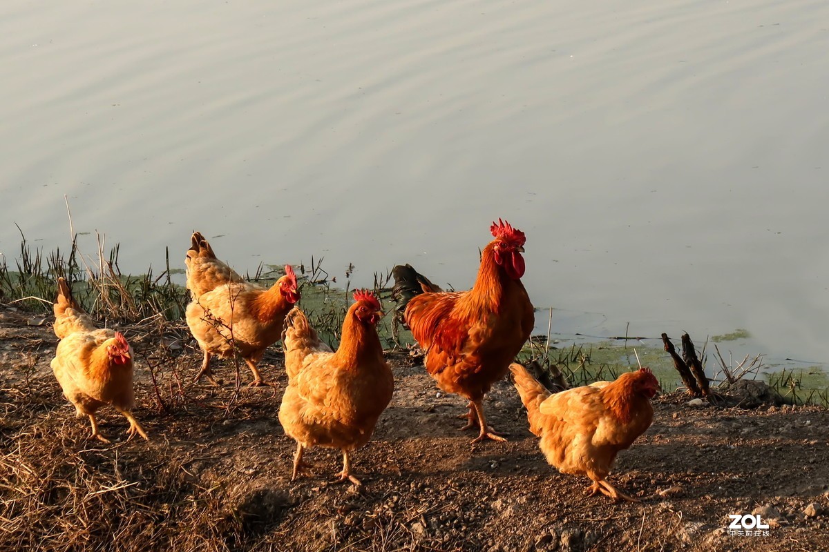 入手G5X2,杂乱拍的几张片片。