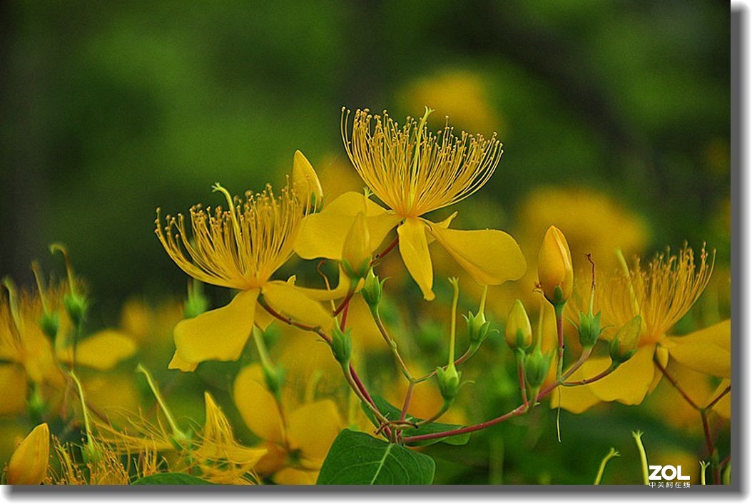 金丝桃花