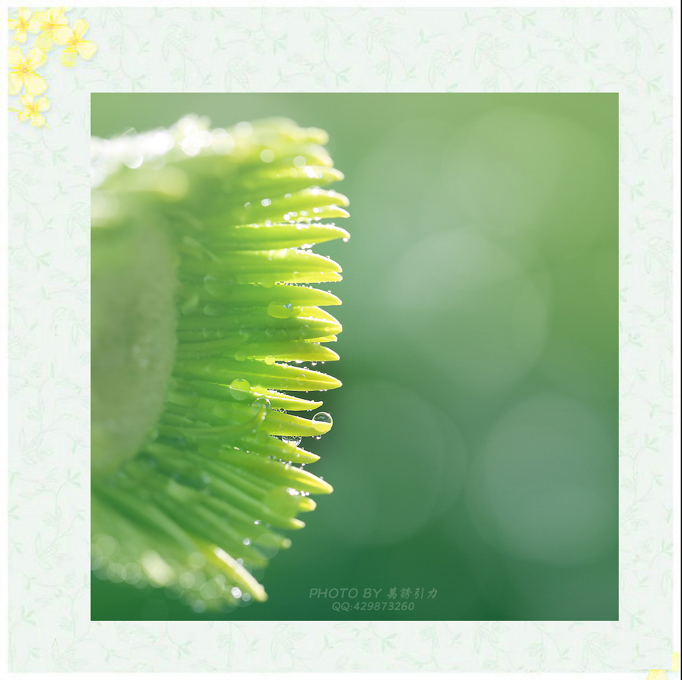 #ZOL月赛—你好2016# 小 鲜 肉  ... ...