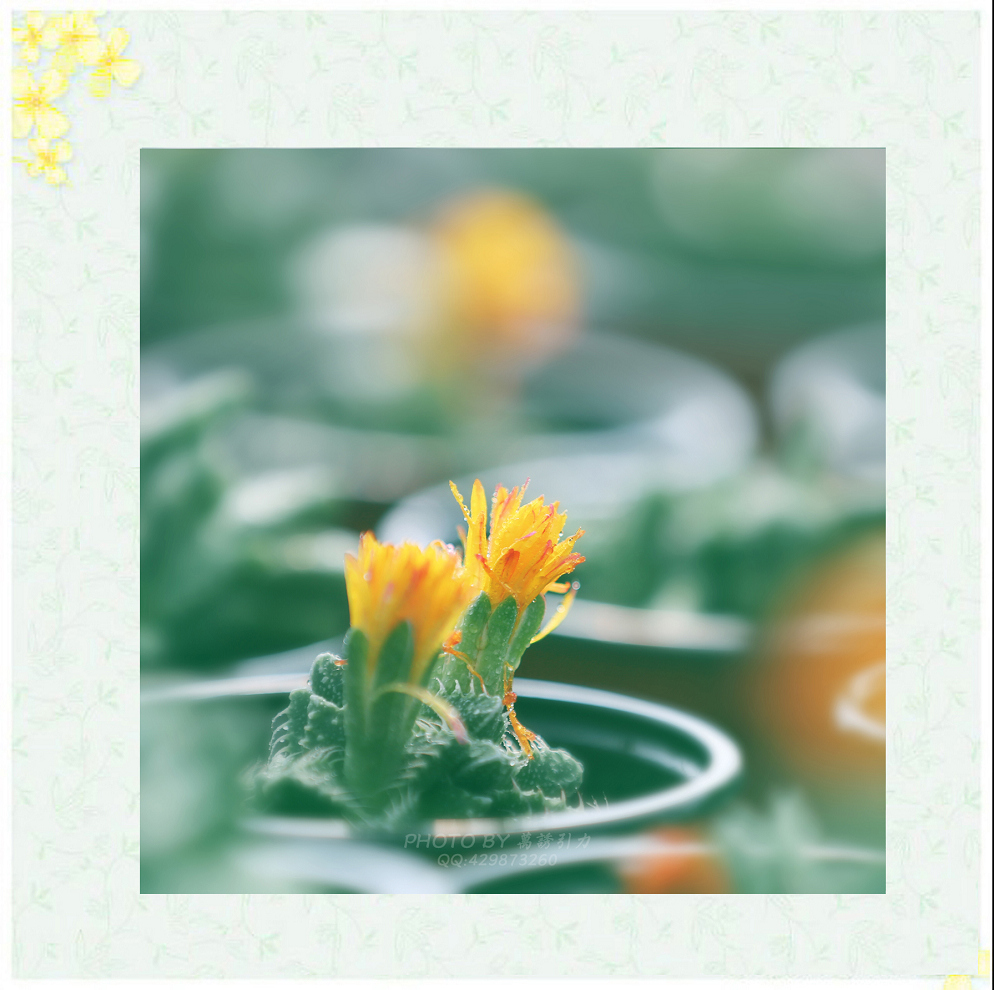 #ZOL月赛—你好2016# 小 鲜 肉  ... ...