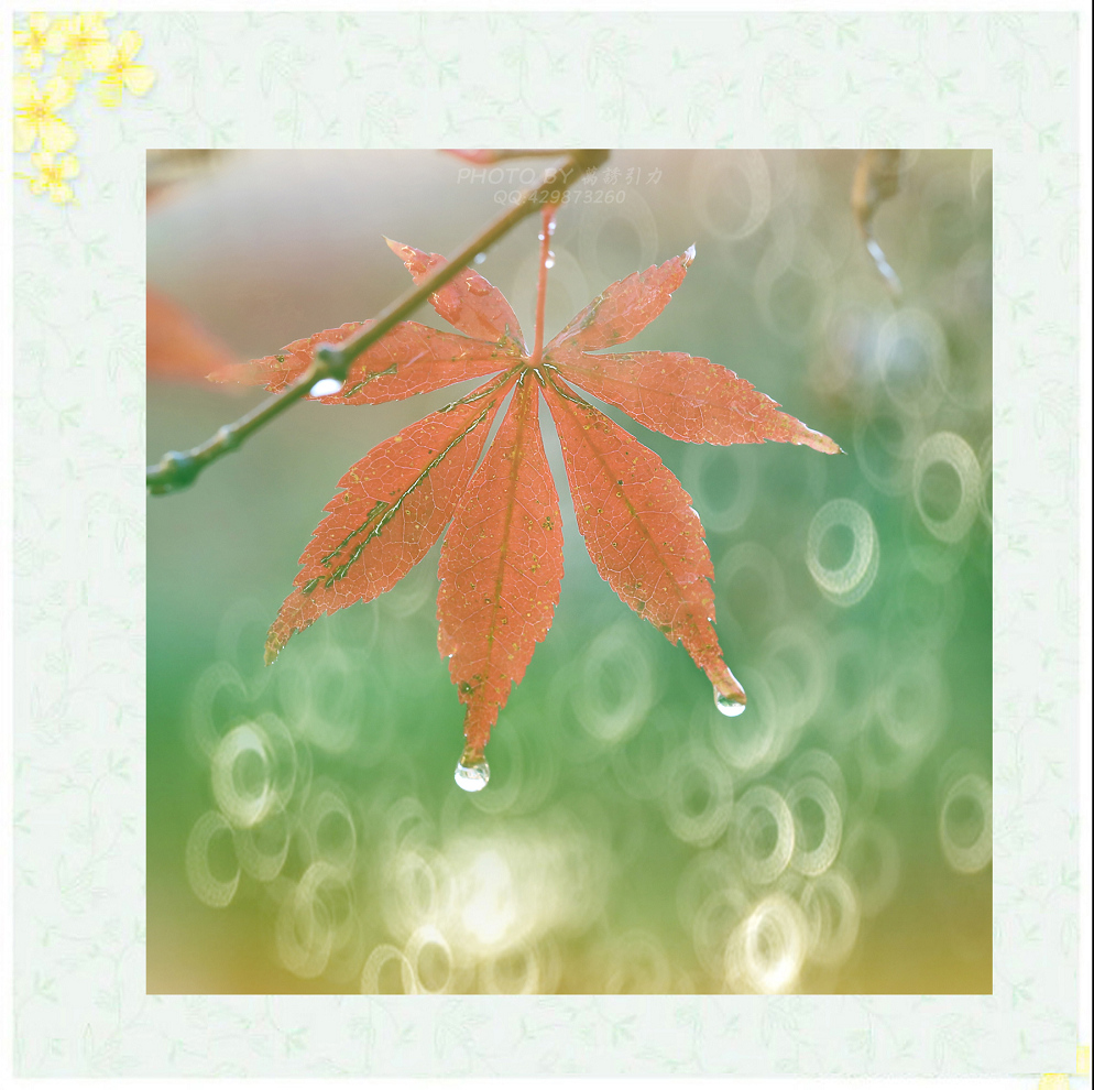 #ZOL月赛—你好2016# 小 鲜 肉  ... ...