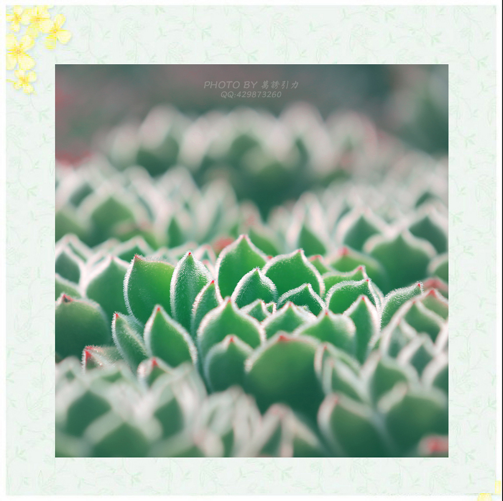 #ZOL月赛—你好2016# 小 鲜 肉  ... ...