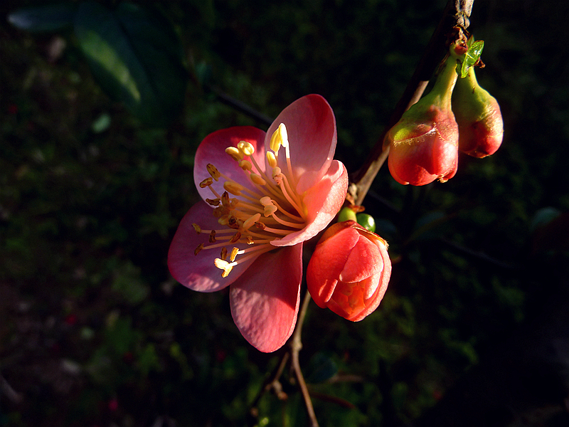 又是海棠花开季