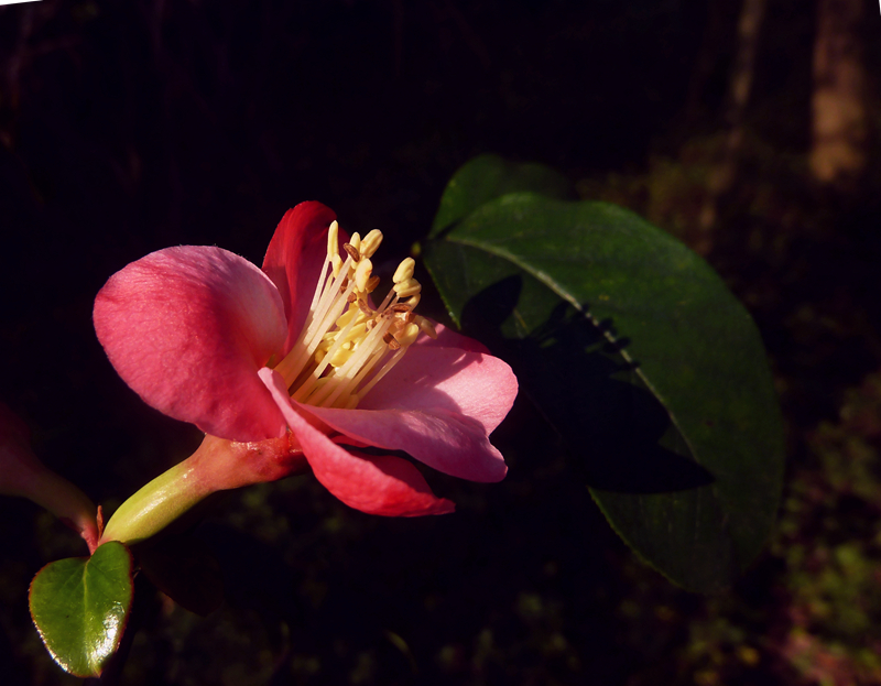 又是海棠花开季