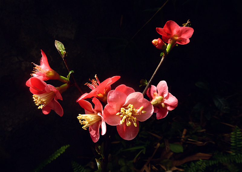 又是海棠花开季