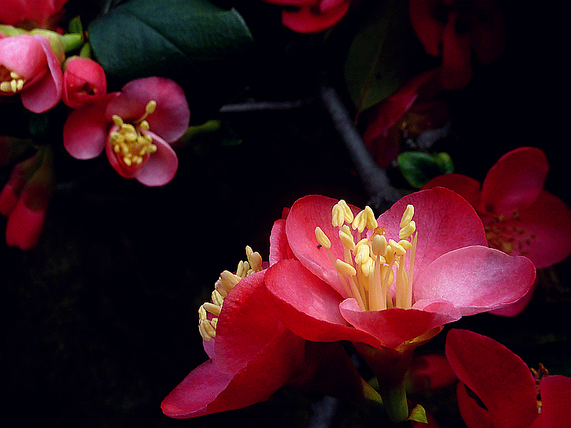 又是海棠花开季