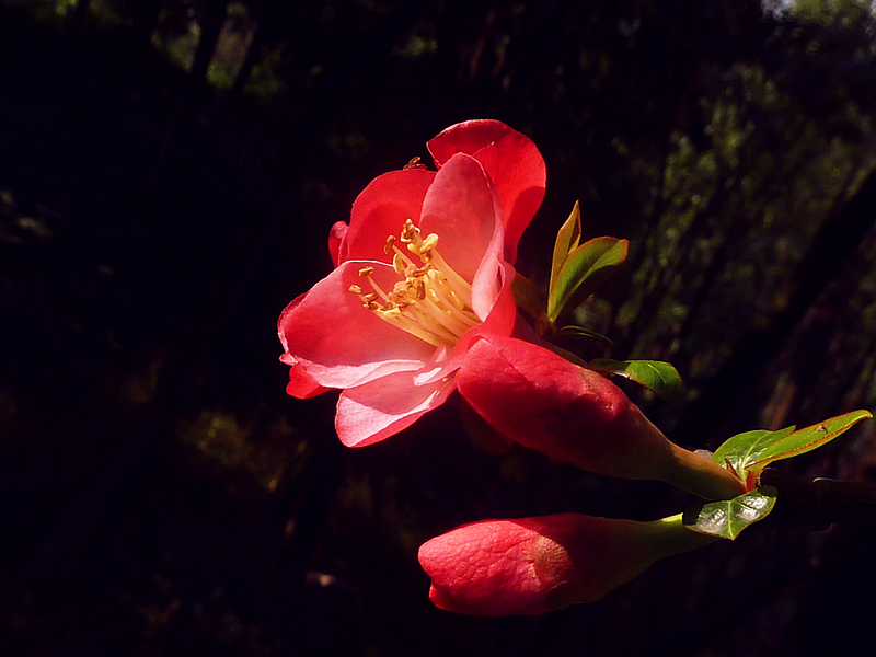 又是海棠花开季
