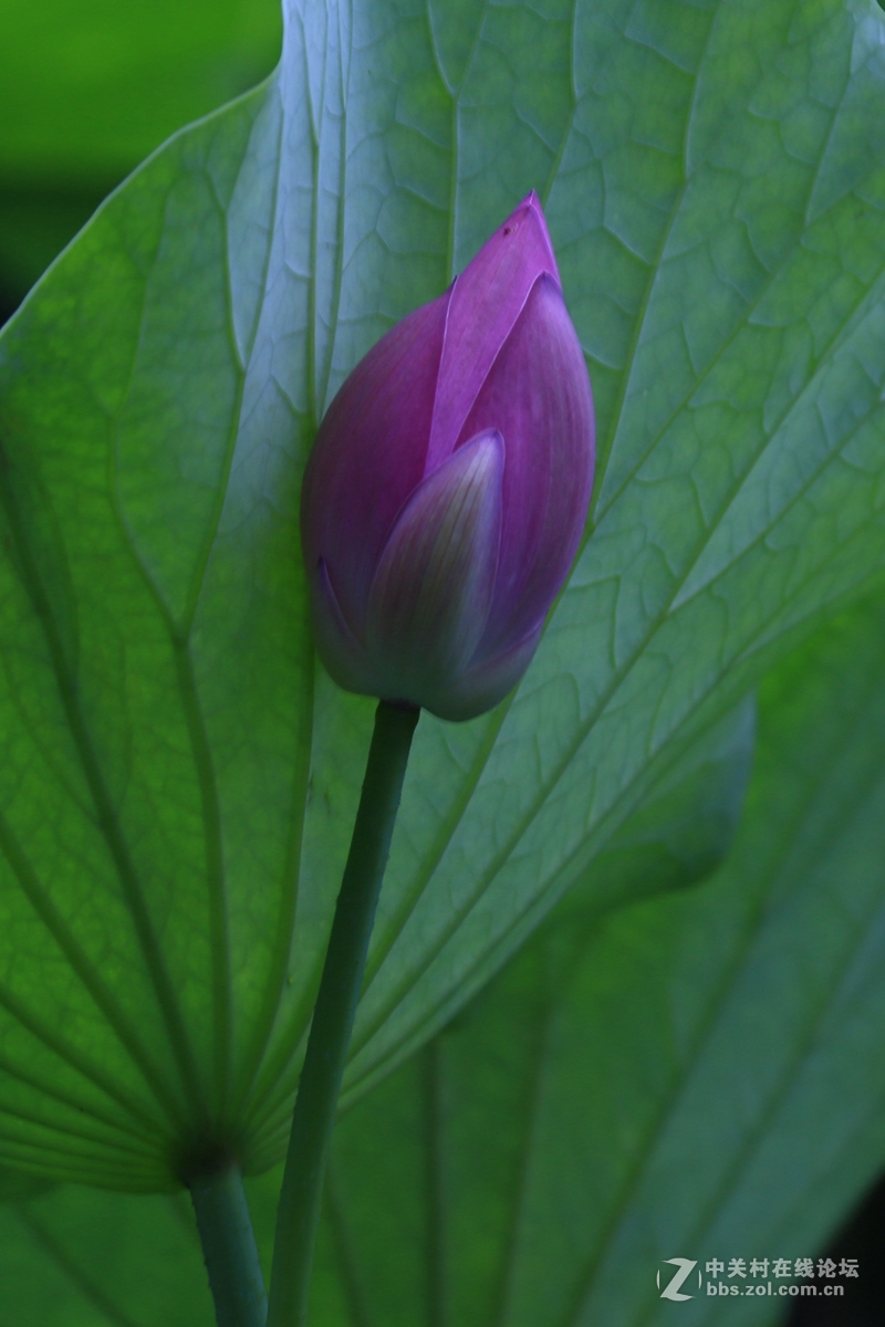 学拍荷花，请指教。