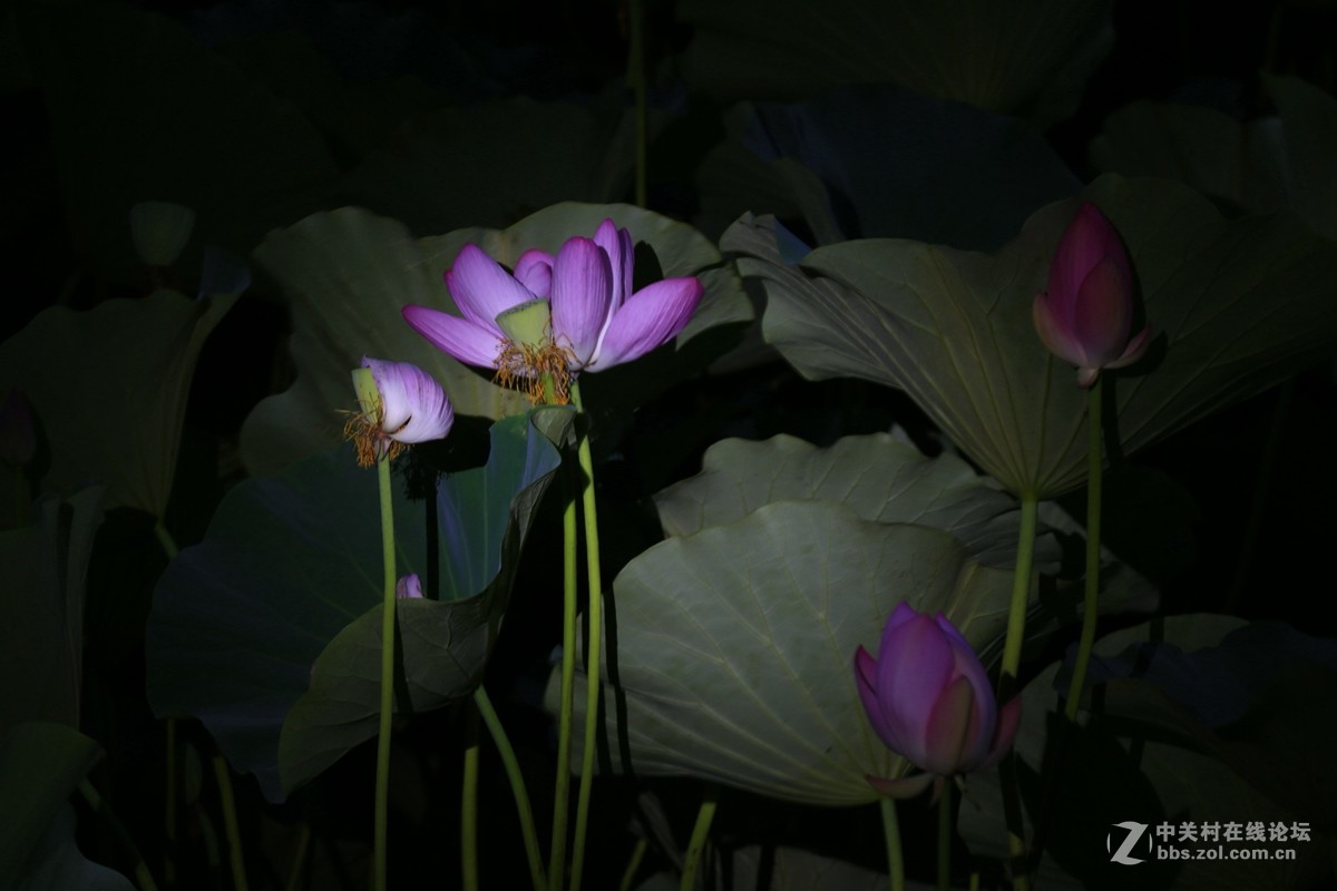 学拍荷花，请指教。