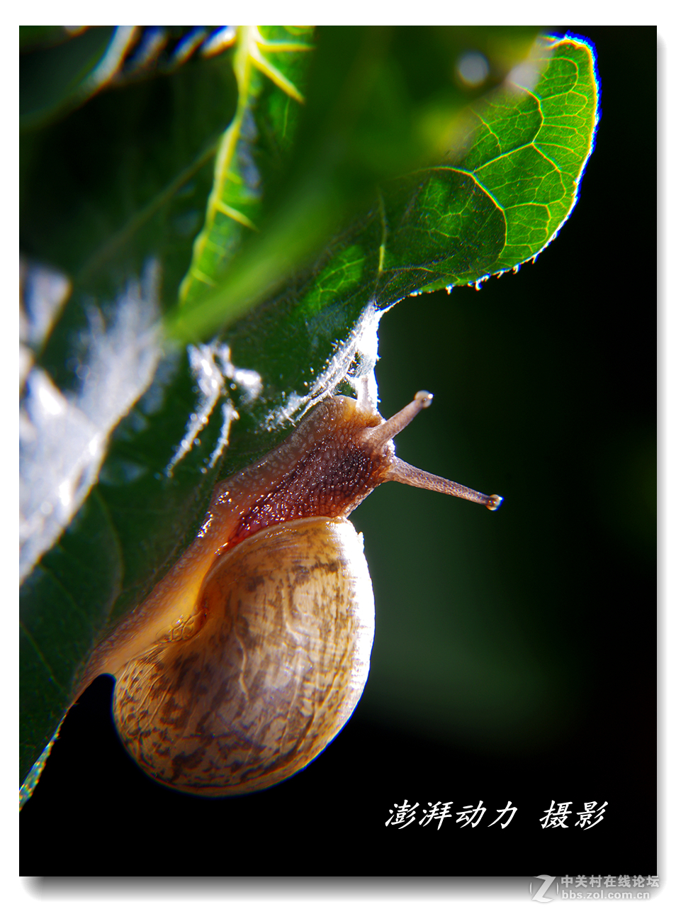 透明的蜗牛宝宝四