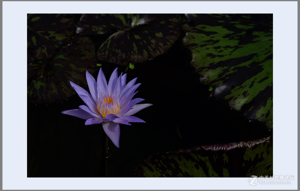 心若莲花处处开