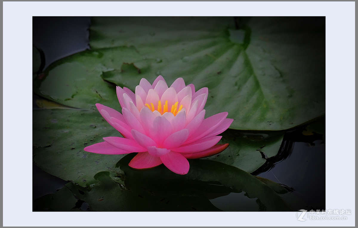 心若莲花处处开