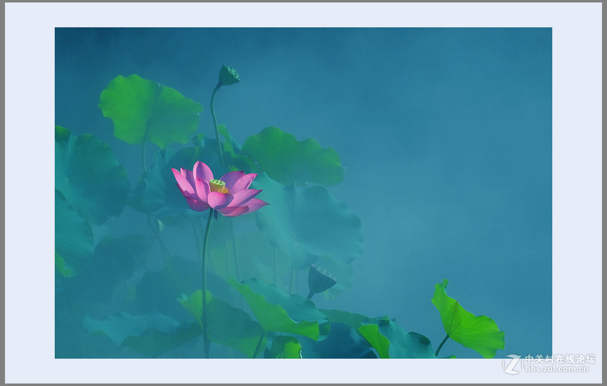 心若莲花处处开