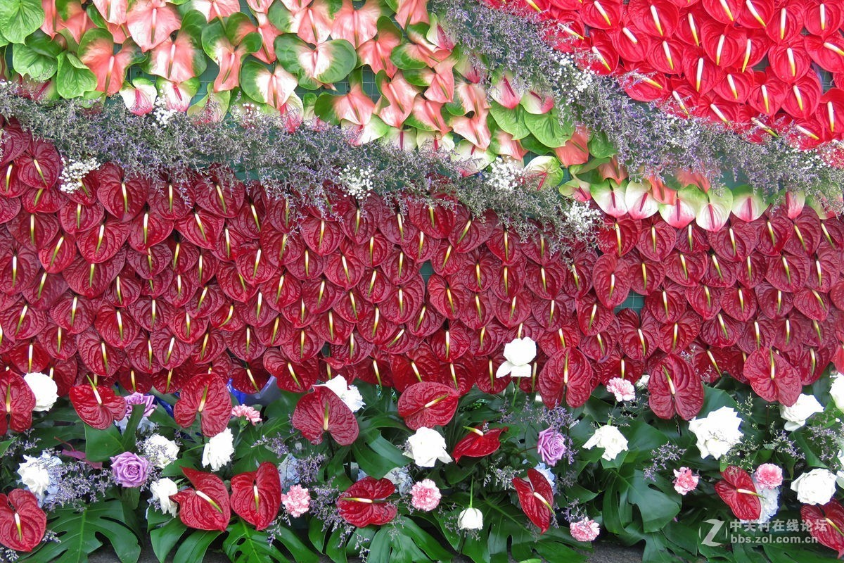 奇花异草在花展