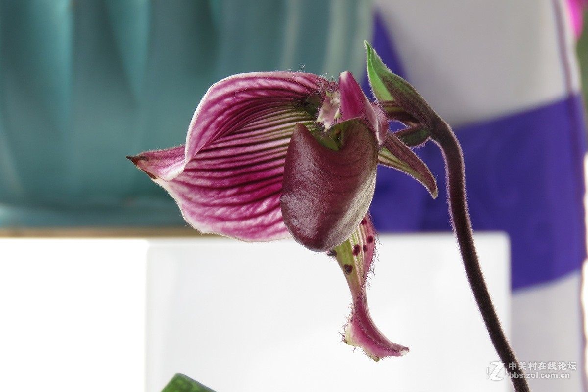 奇花异草在花展