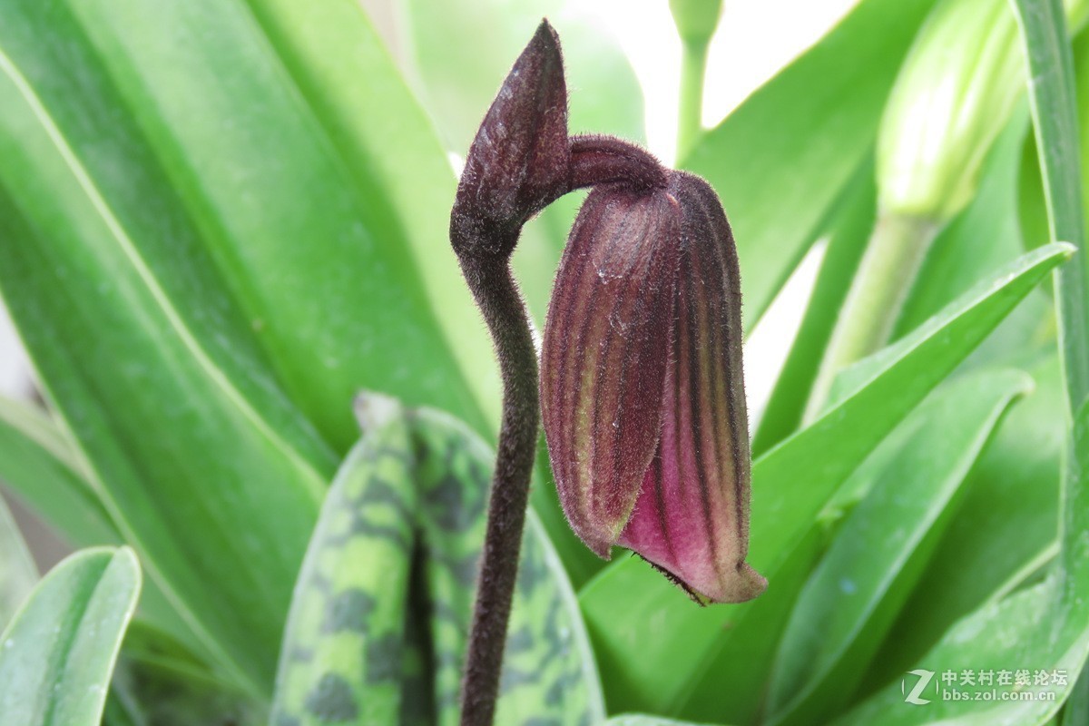 奇花异草在花展