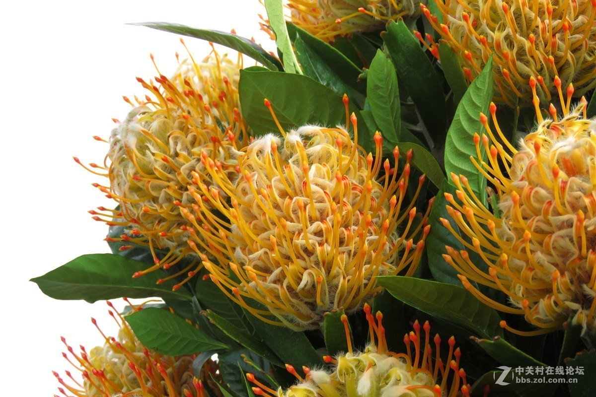 奇花异草在花展