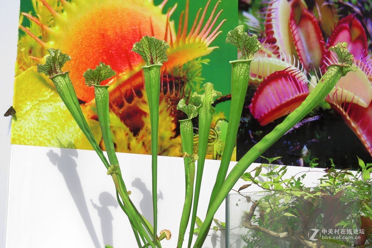 奇花异草在花展