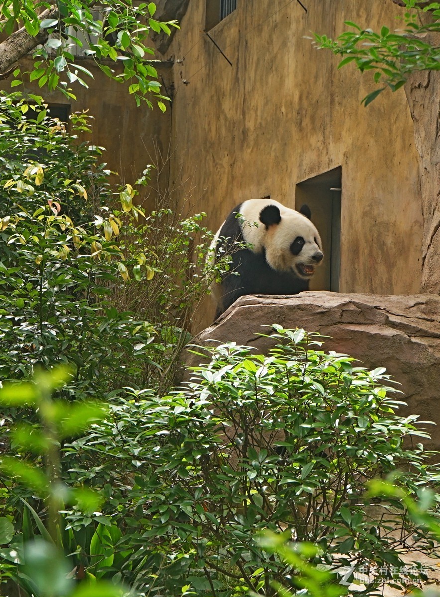 成都熊猫养殖基地一瞥