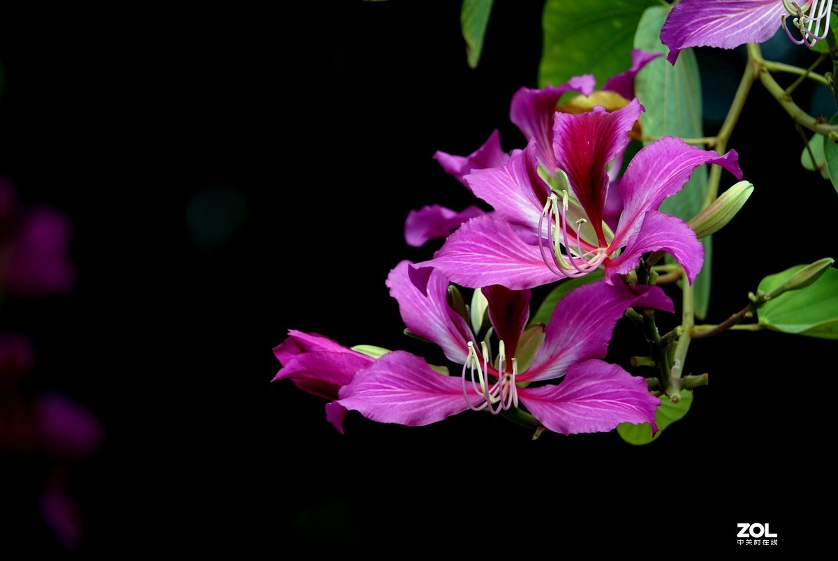 红花羊蹄甲洋紫荆十一