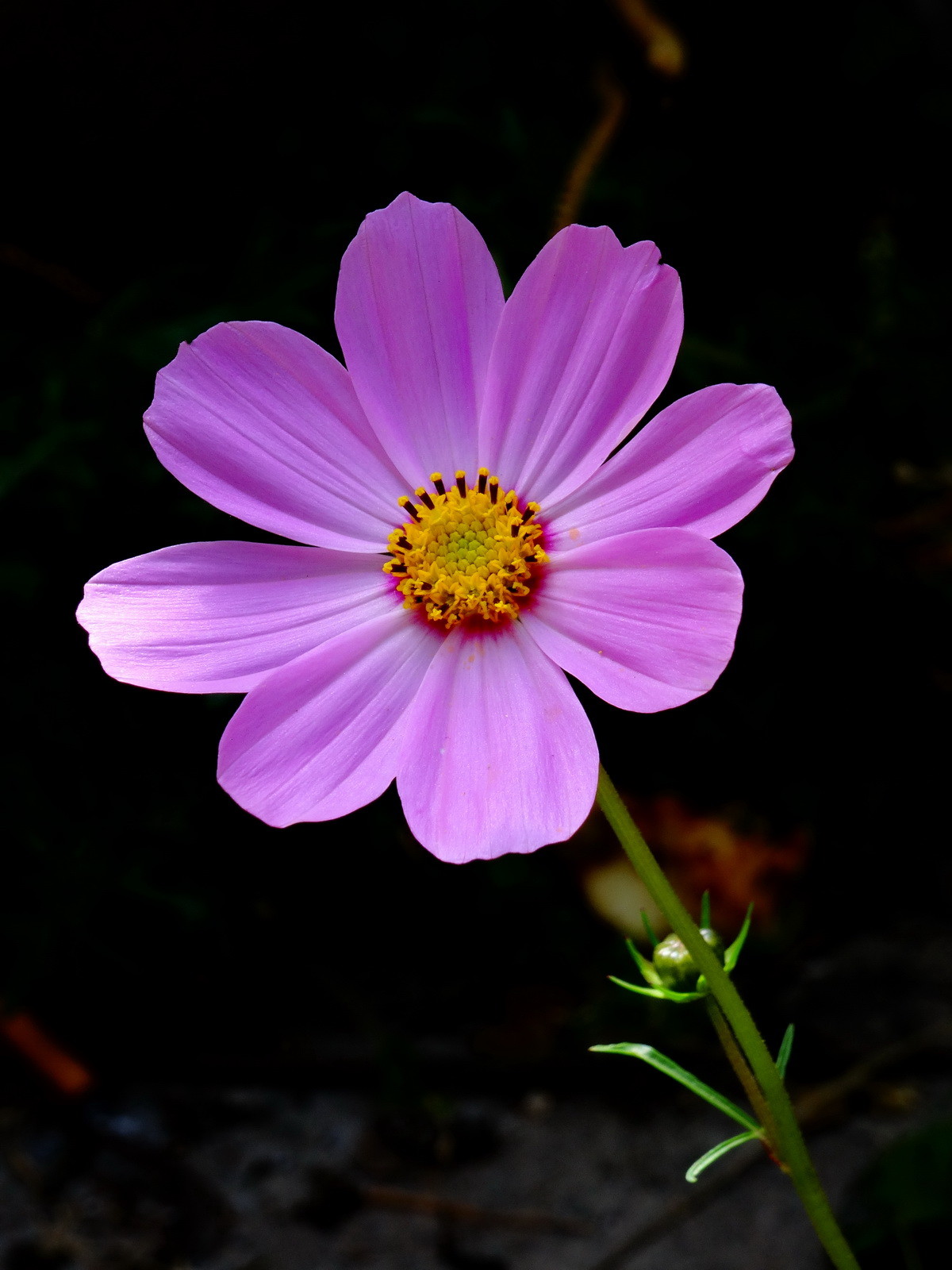 格桑花向太阳