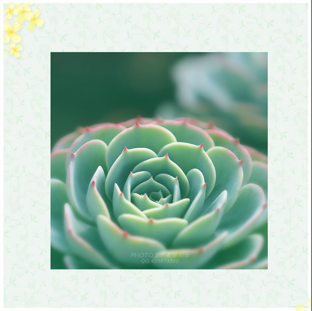 #ZOL月赛—你好2016# 小 鲜 肉  ... ...