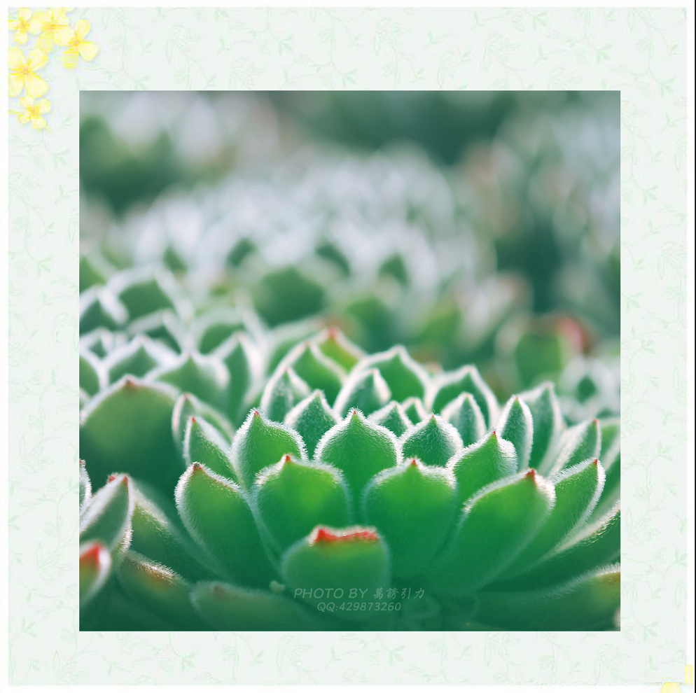 #ZOL月赛—你好2016# 小 鲜 肉  ... ...