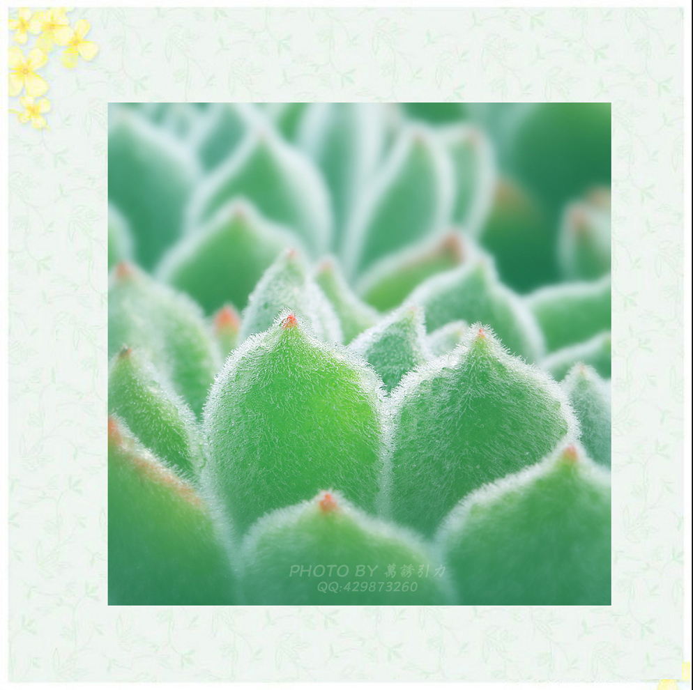 #ZOL月赛—你好2016# 小 鲜 肉  ... ...