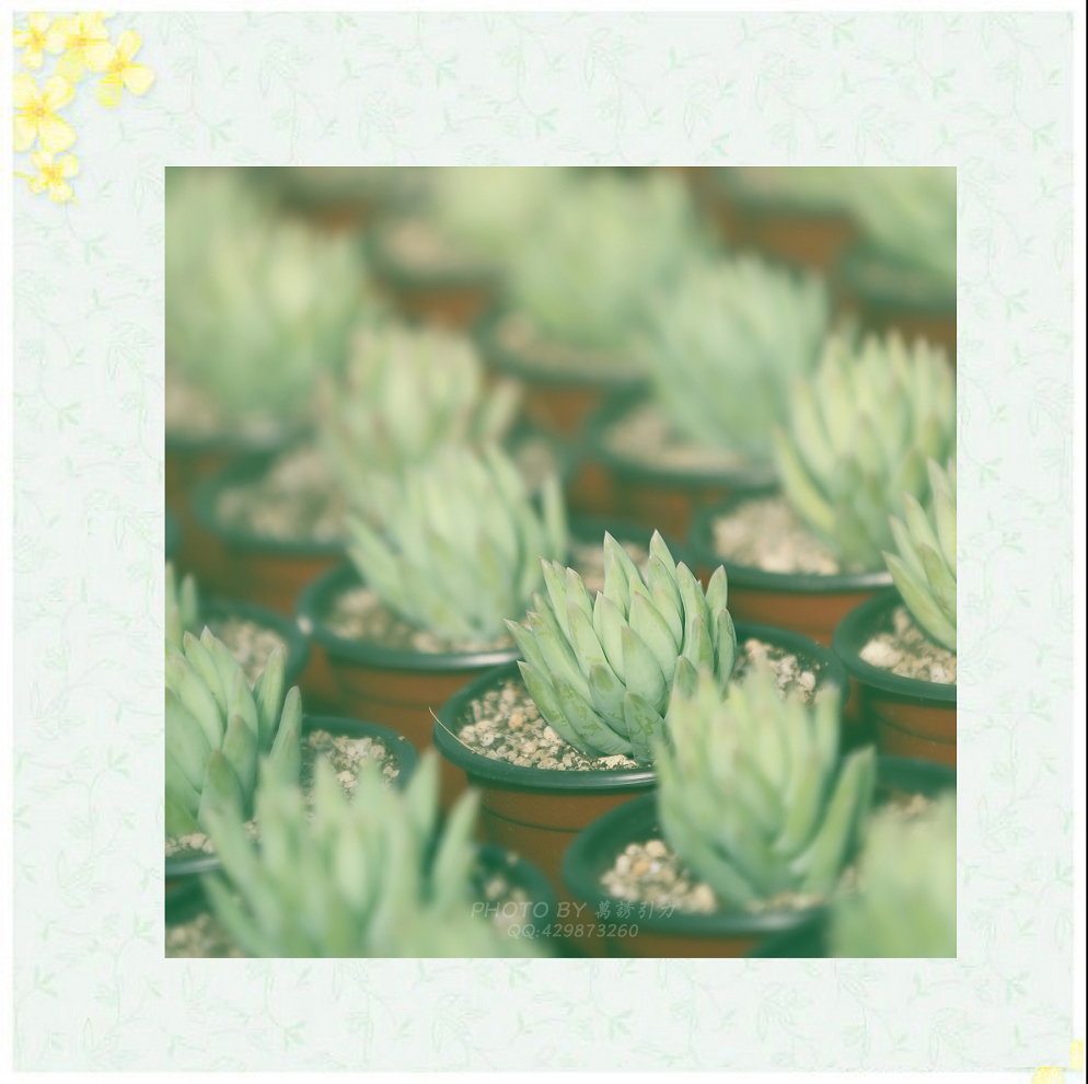 #ZOL月赛—你好2016# 小 鲜 肉  ... ...