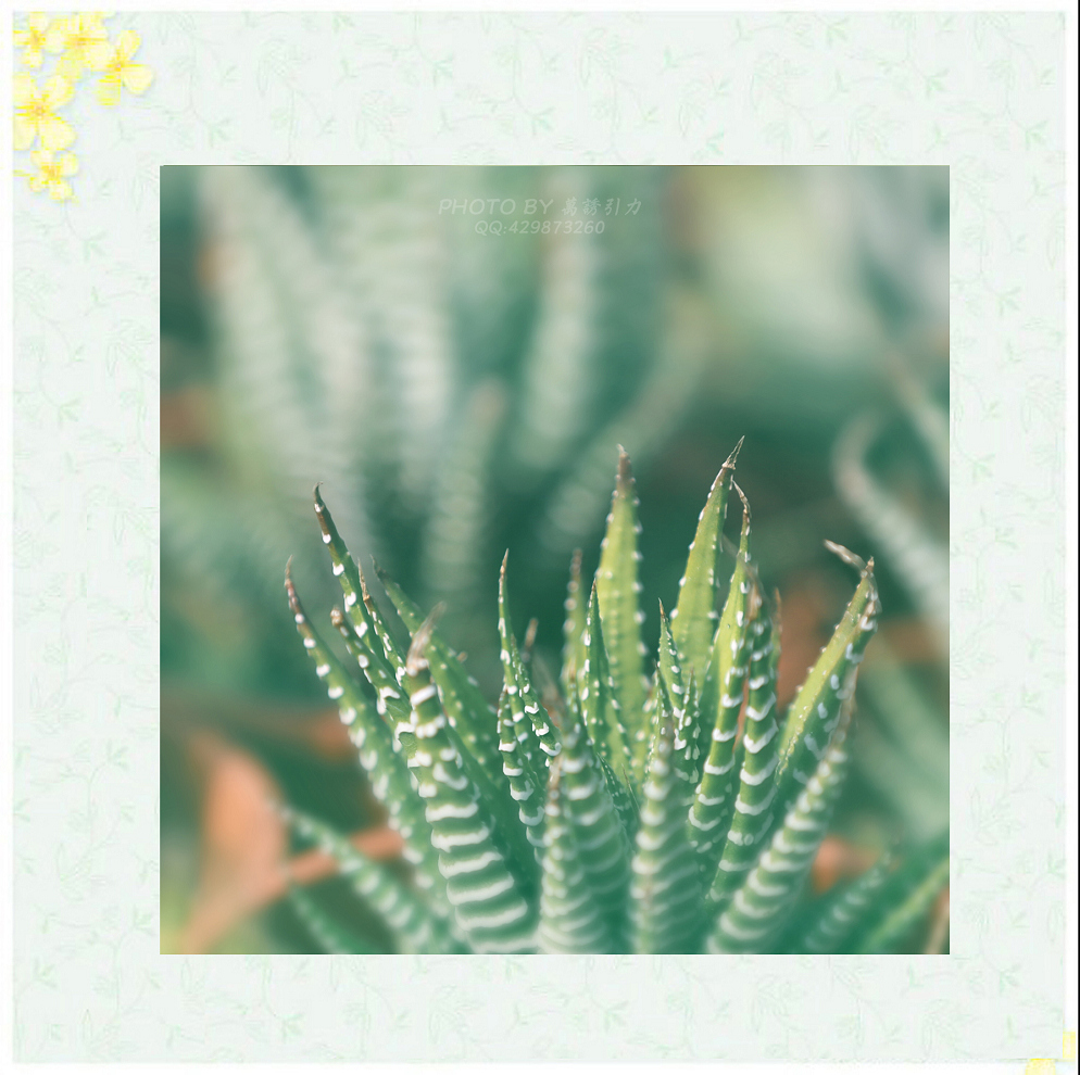 #ZOL月赛—你好2016# 小 鲜 肉  ... ...