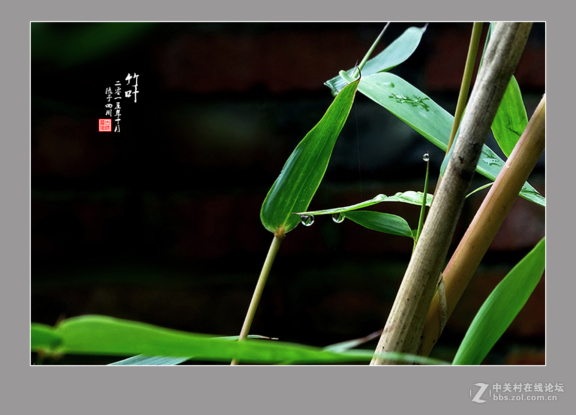 【  竹叶  】