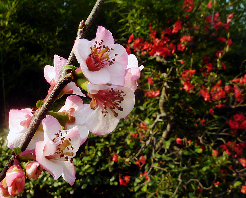 又是海棠花开季