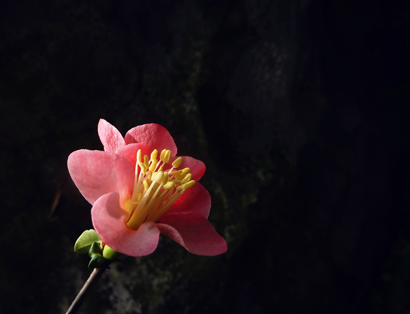 又是海棠花开季