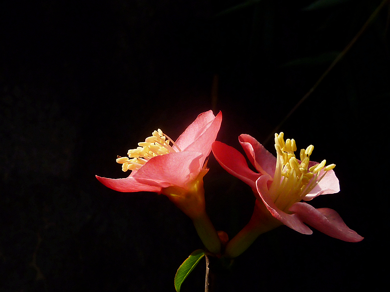 又是海棠花开季