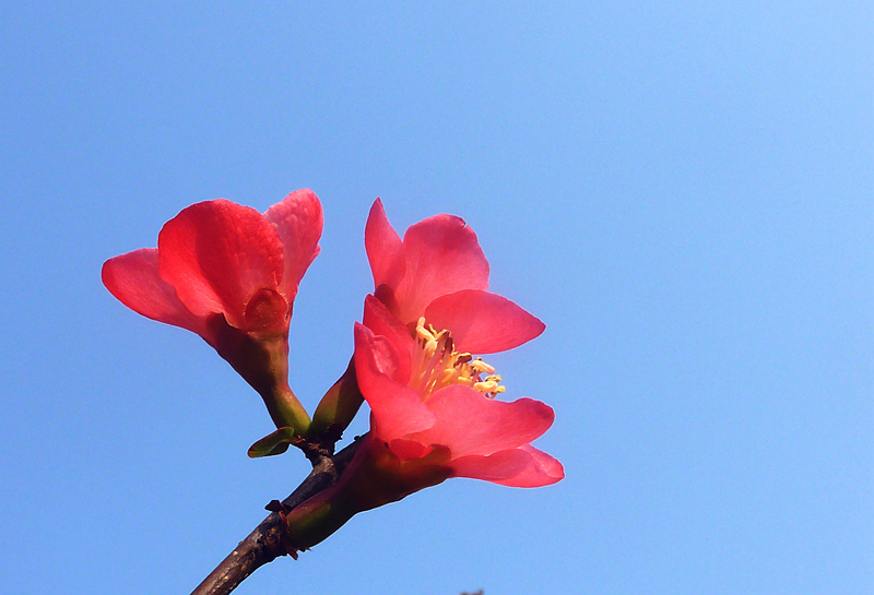 又是海棠花开季