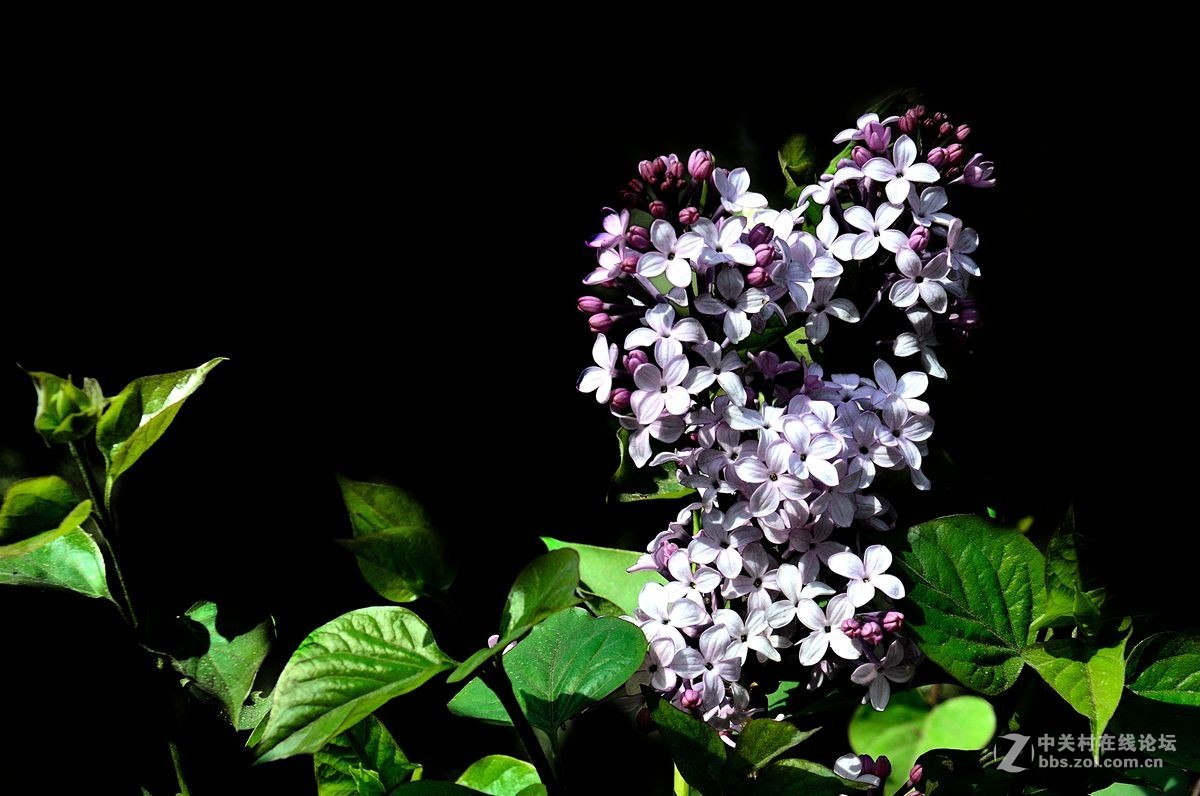 天津长虹公园随拍