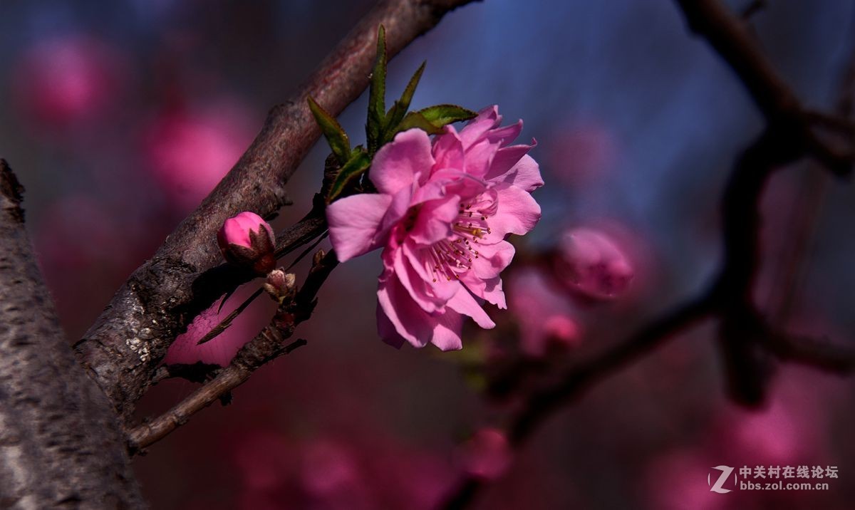 天津长虹公园随拍