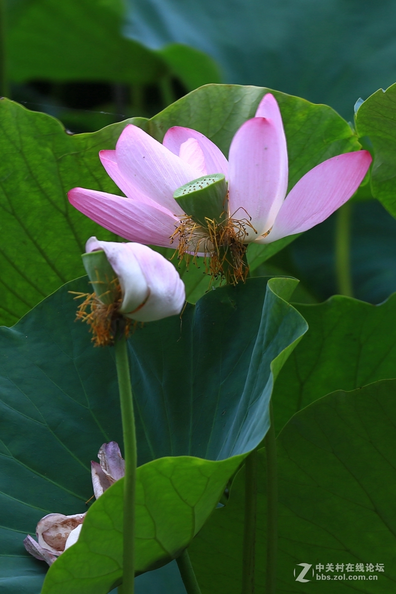 学拍荷花，请指教。