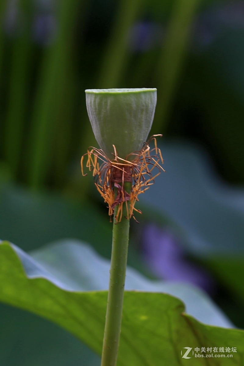 学拍荷花，请指教。