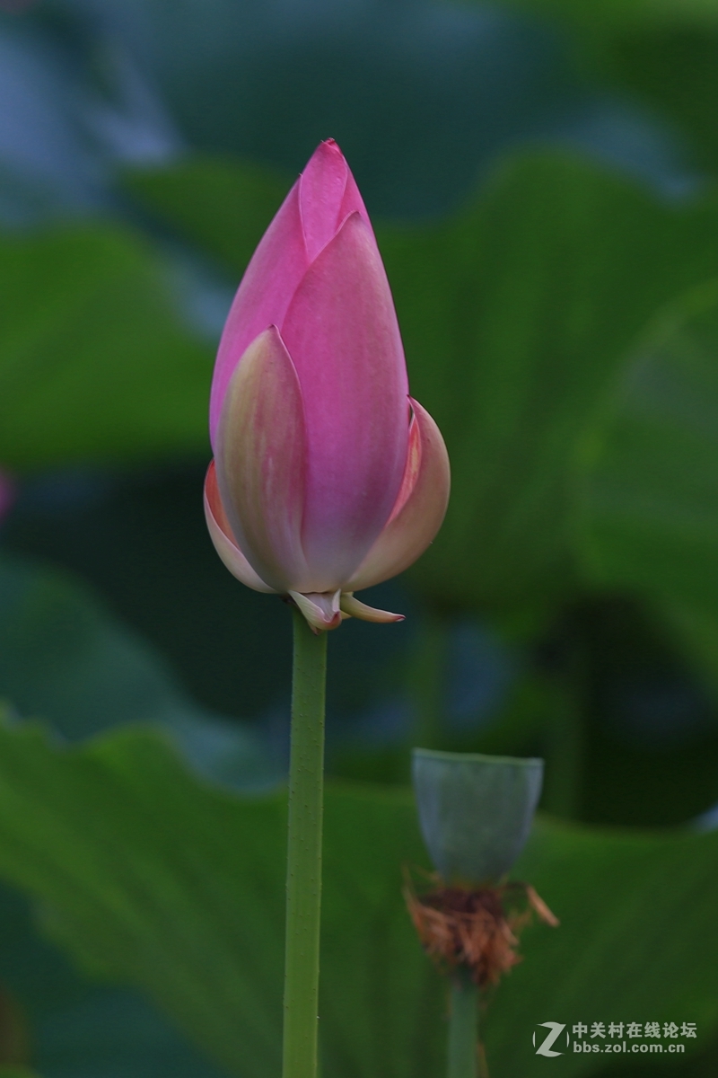 学拍荷花，请指教。