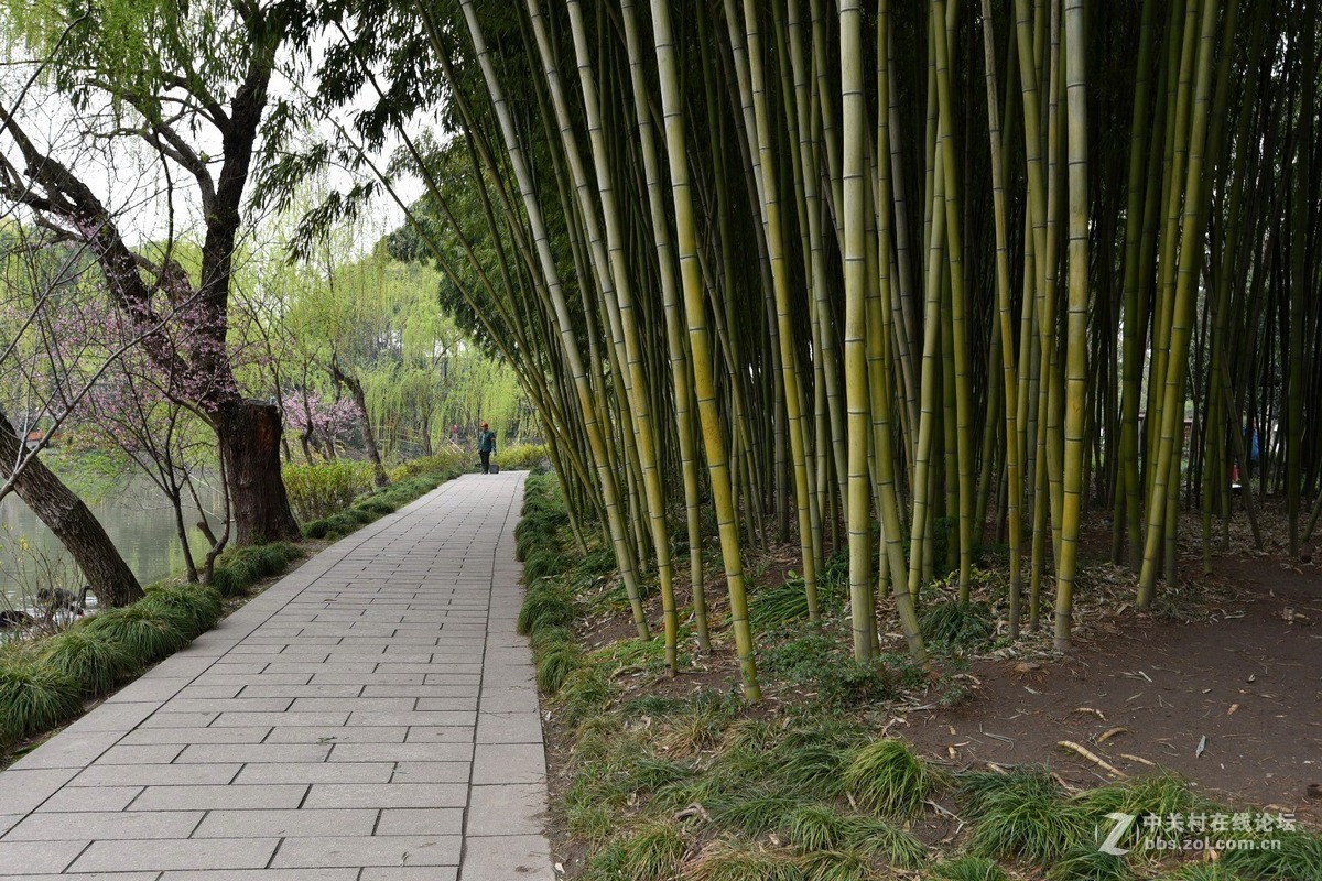 扬州三月自由行