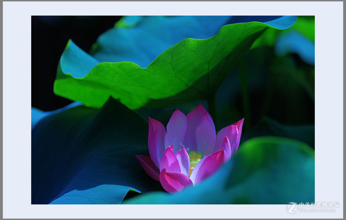 心若莲花处处开