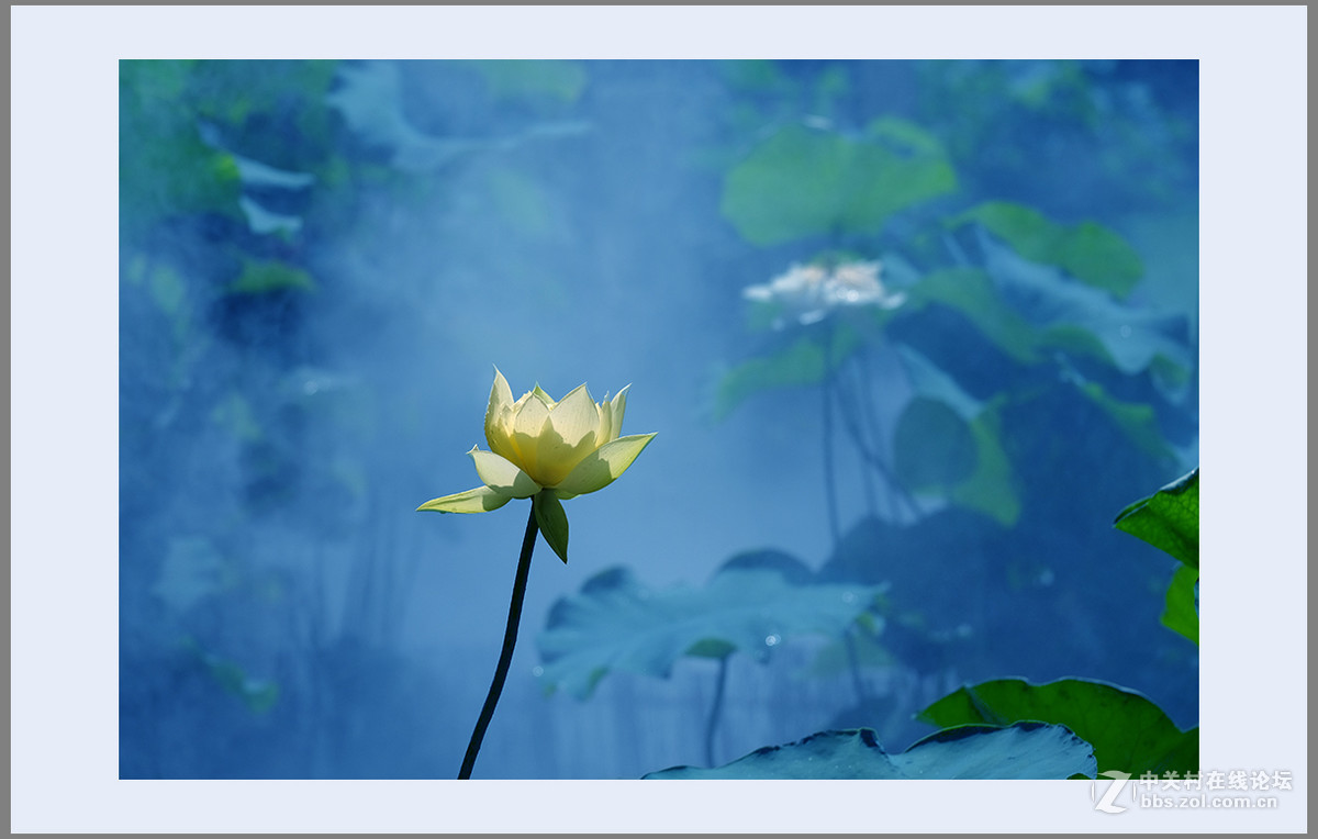 心若莲花处处开