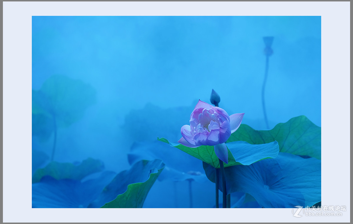 心若莲花处处开