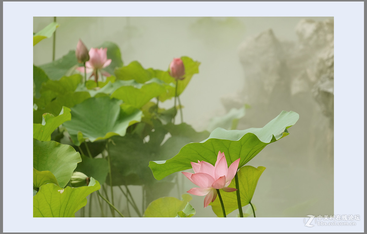 心若莲花处处开